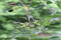 Syzygium cumini